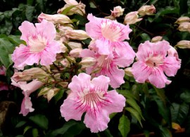 bignonia rosa 2